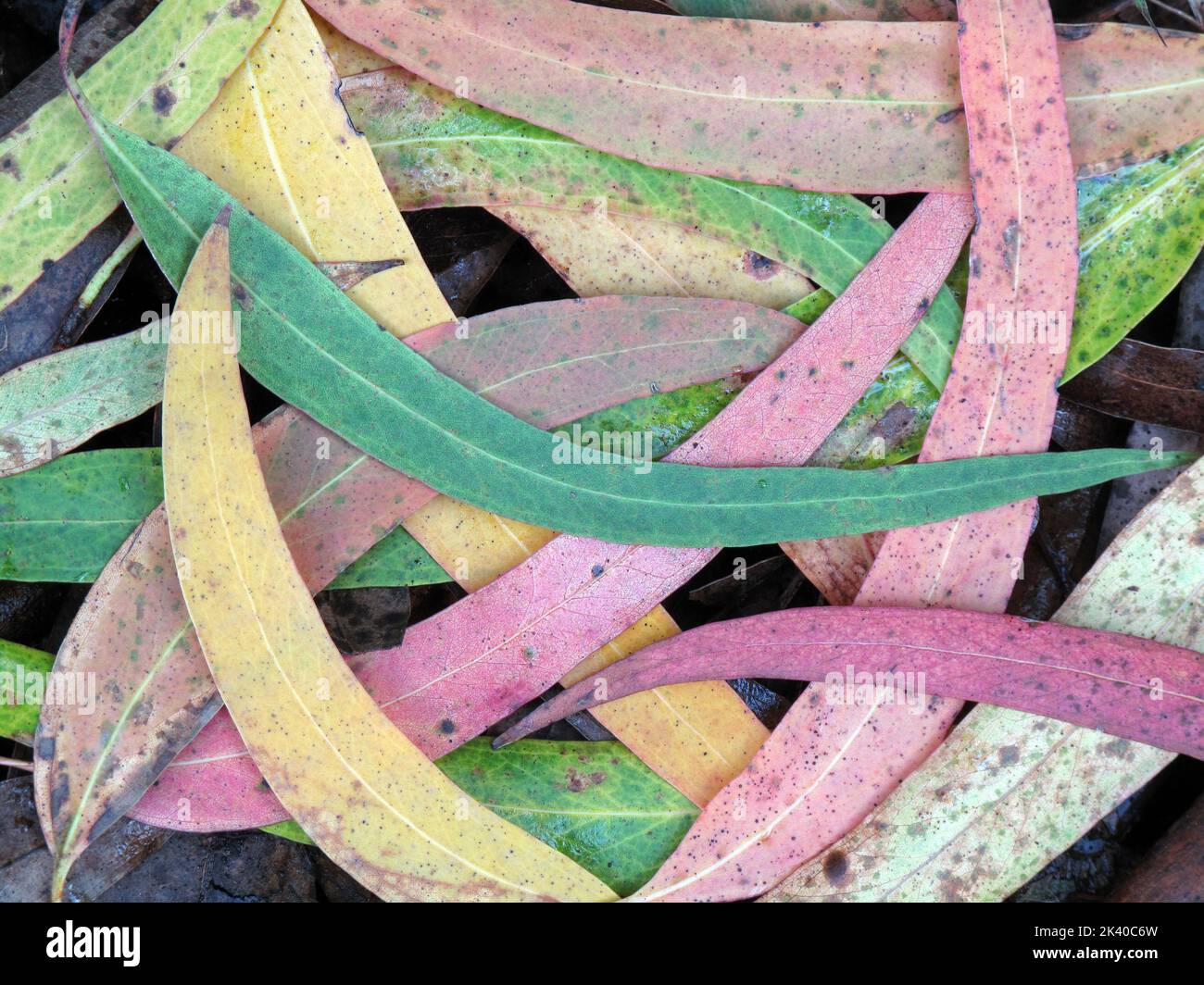 Foglie di eucalipto globulo utilizzate come pianta medicinale Foto Stock