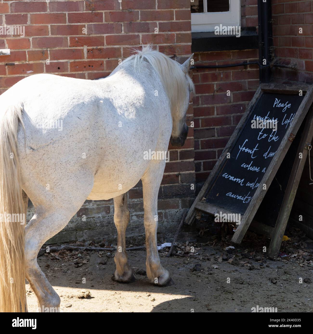 Un'immagine divertente di un cavallo nella New Forest che sembra leggere le istruzioni di un hotel per l'ingresso Foto Stock