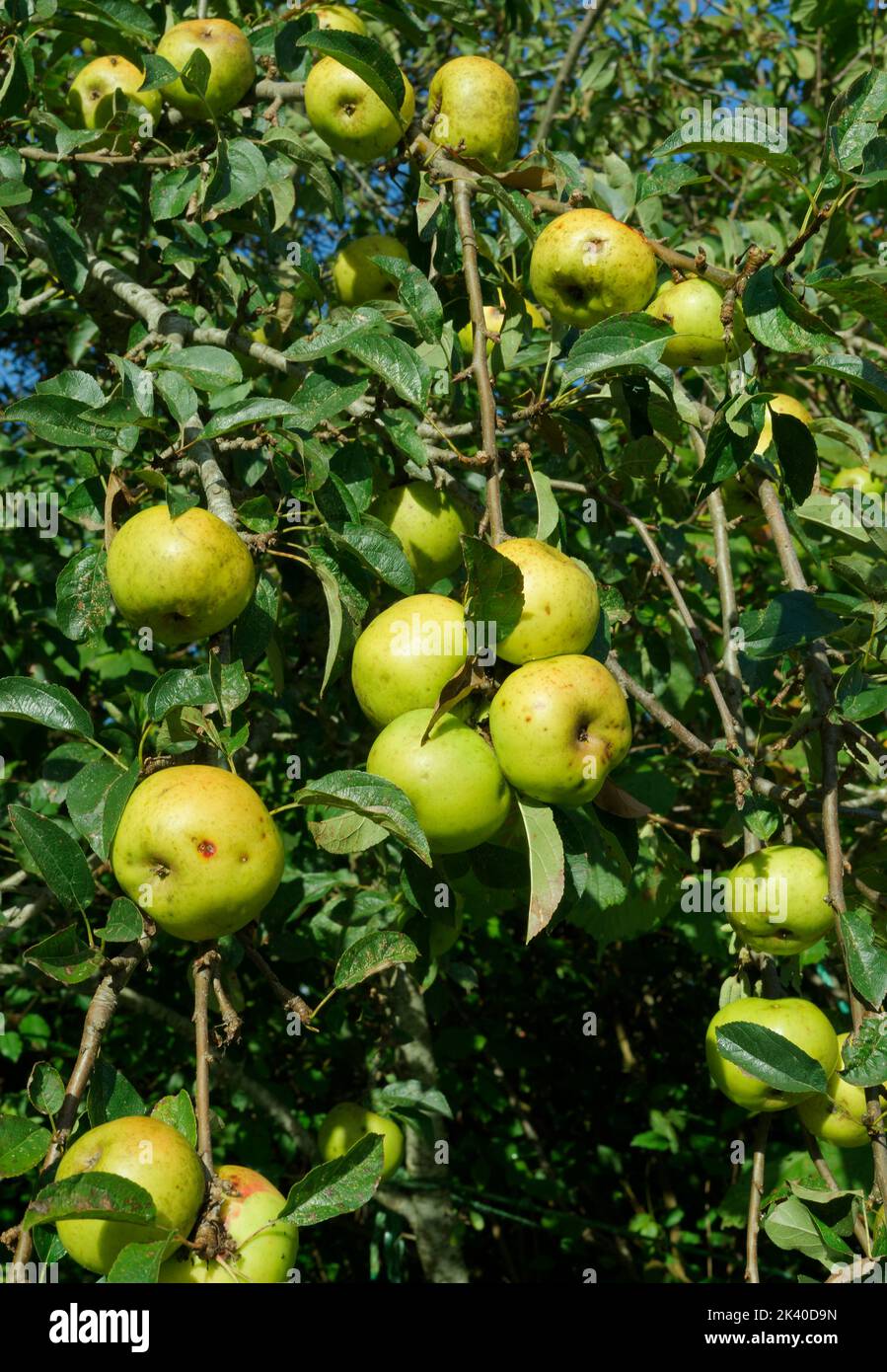 Mele ('Calville Blanc', antica varietà francese, 1600) nell'albero. Foto Stock