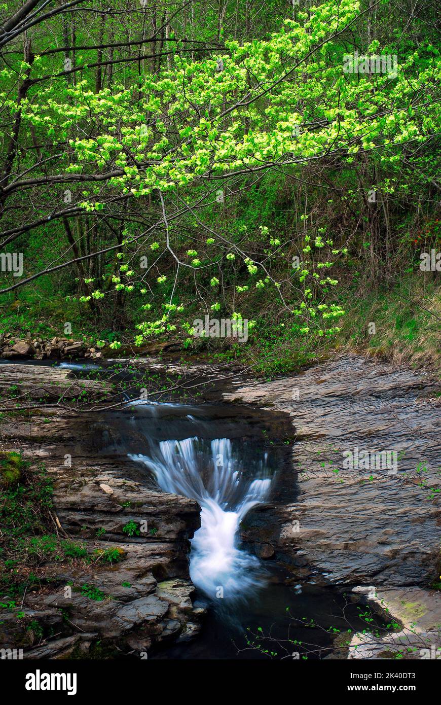 Torrente in una faggeta nel Parco Naturale di Gorbea. Paesi Baschi. Spagna Foto Stock