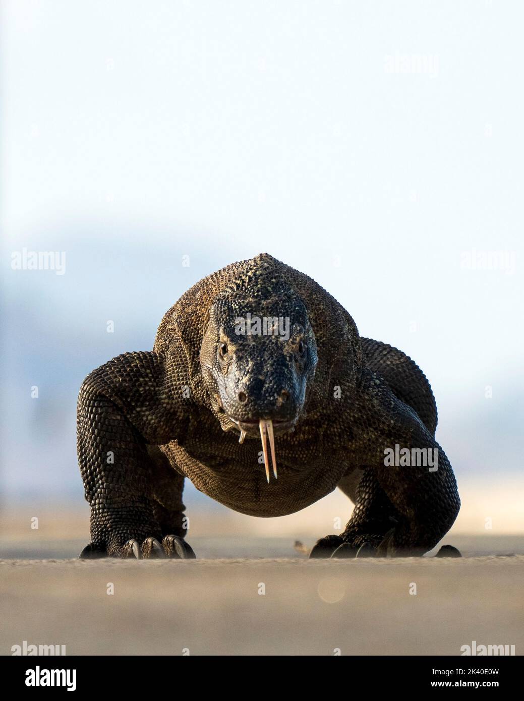 Drago di Komodo (Varanus komodoensis) Foto Stock