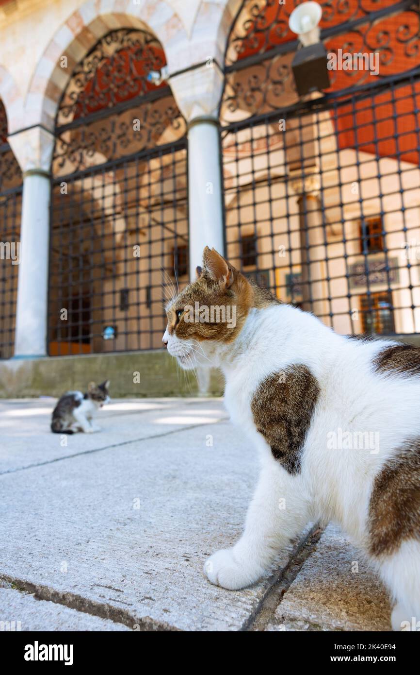 Gatti randagi nel giardino di una moschea. Foto di sfondo della cultura turca. Gatti randagi di Istanbul. Foto Stock