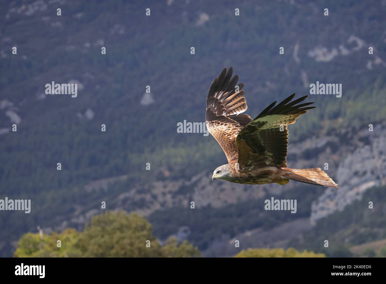 Aquilone rosso (Milvus milvus), volando in paesaggi di montagna, Spagna, Katalonia, Solsona Foto Stock