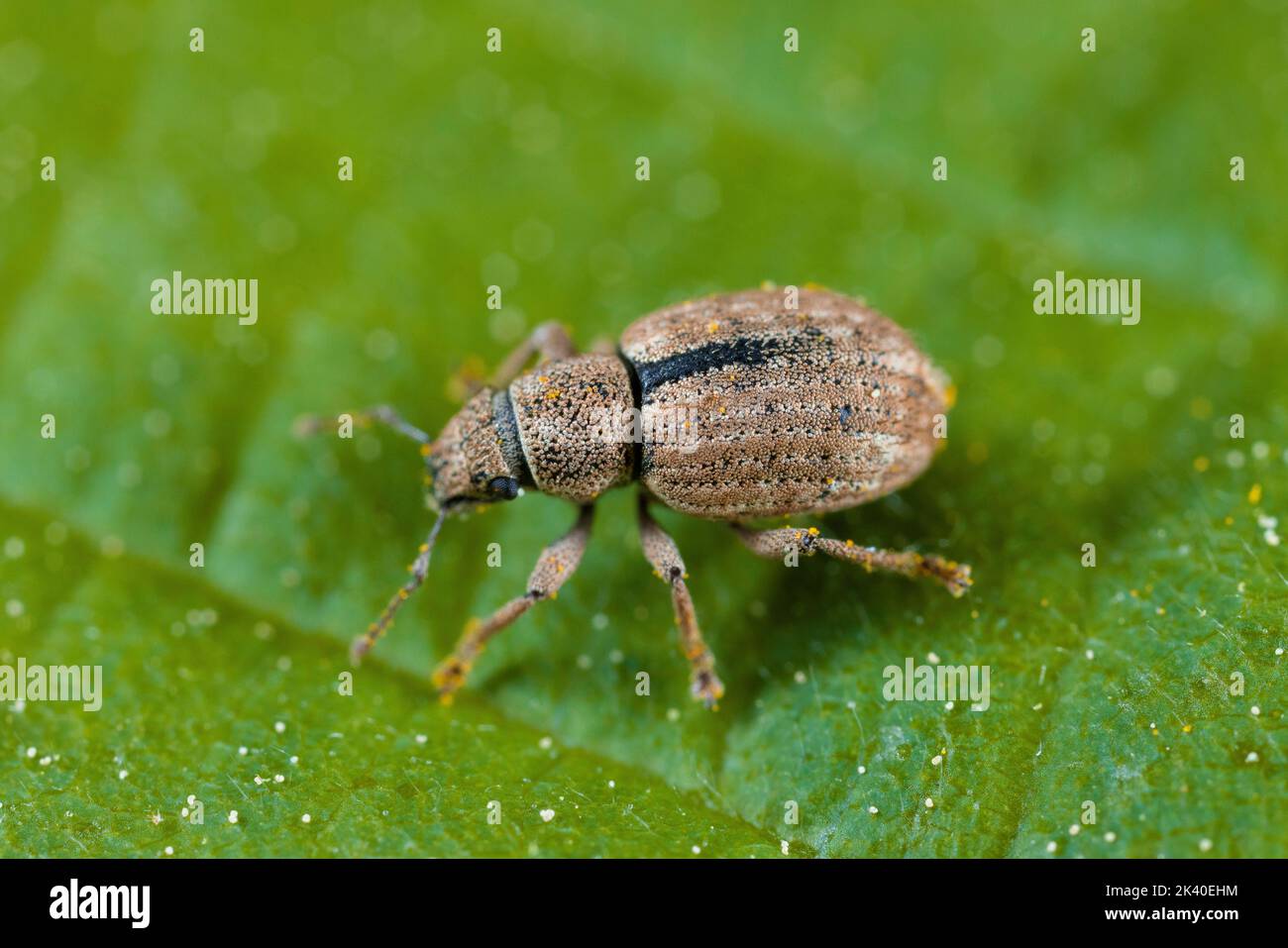 Foglia di noce Weevil (Strofosoma melanogrammum), siede su una foglia, Germania Foto Stock