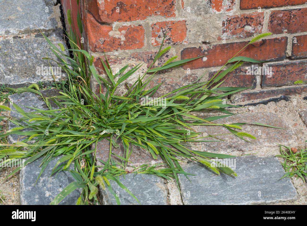 Erba in bottiglia, erba a setole verdi, coda di volpe verde (Setaria viridis), che cresce su un marciapiede, Germania Foto Stock