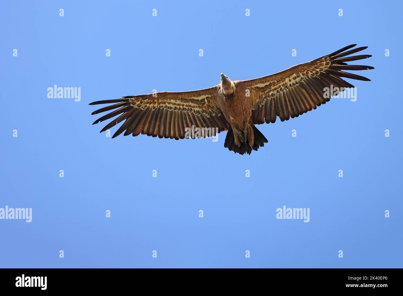 avvoltoio griffon (Gyps fulvus), in aumento, Spagna, Estremadura, Parco Nazionale Monfrague Foto Stock