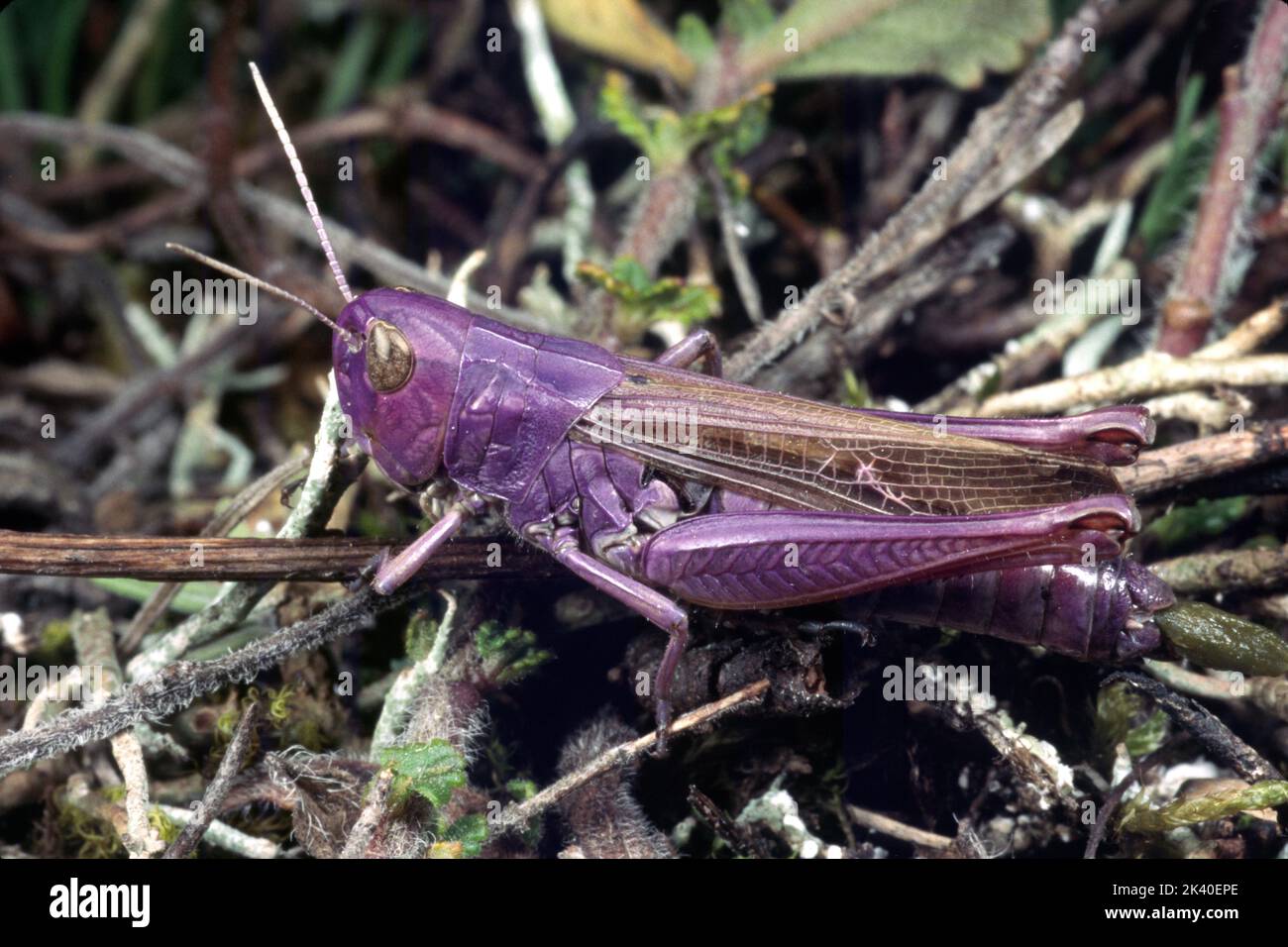 Grasshopper con alette a strisce, grasshopper con fodera (Stenobothrus lineatus), morph colore, Germania Foto Stock