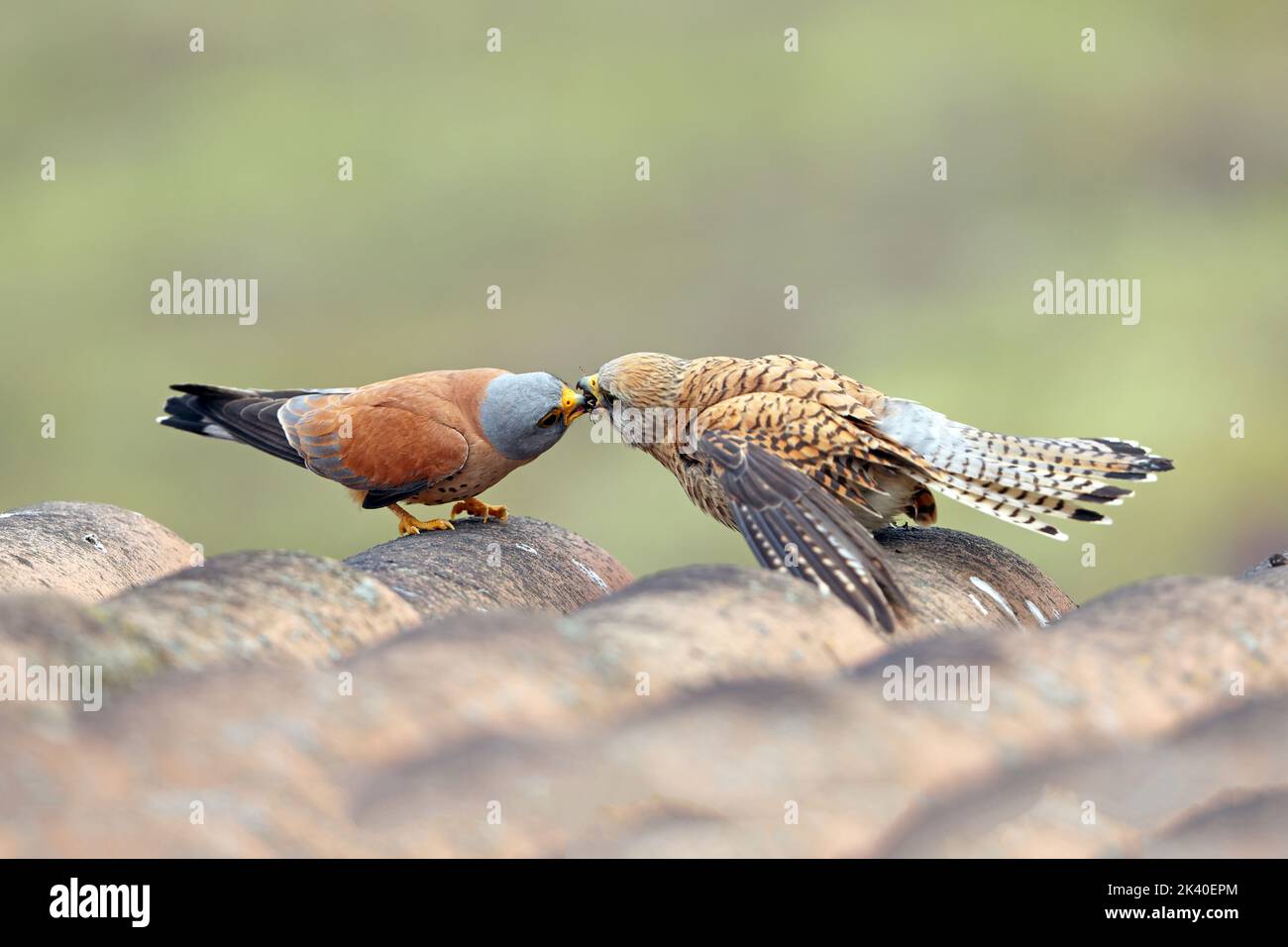 Minore gheppio (Falco naumanni), coppia su un tetto, maschio alimenta femmina con uno scarabeo, Spagna, Estremadura Foto Stock