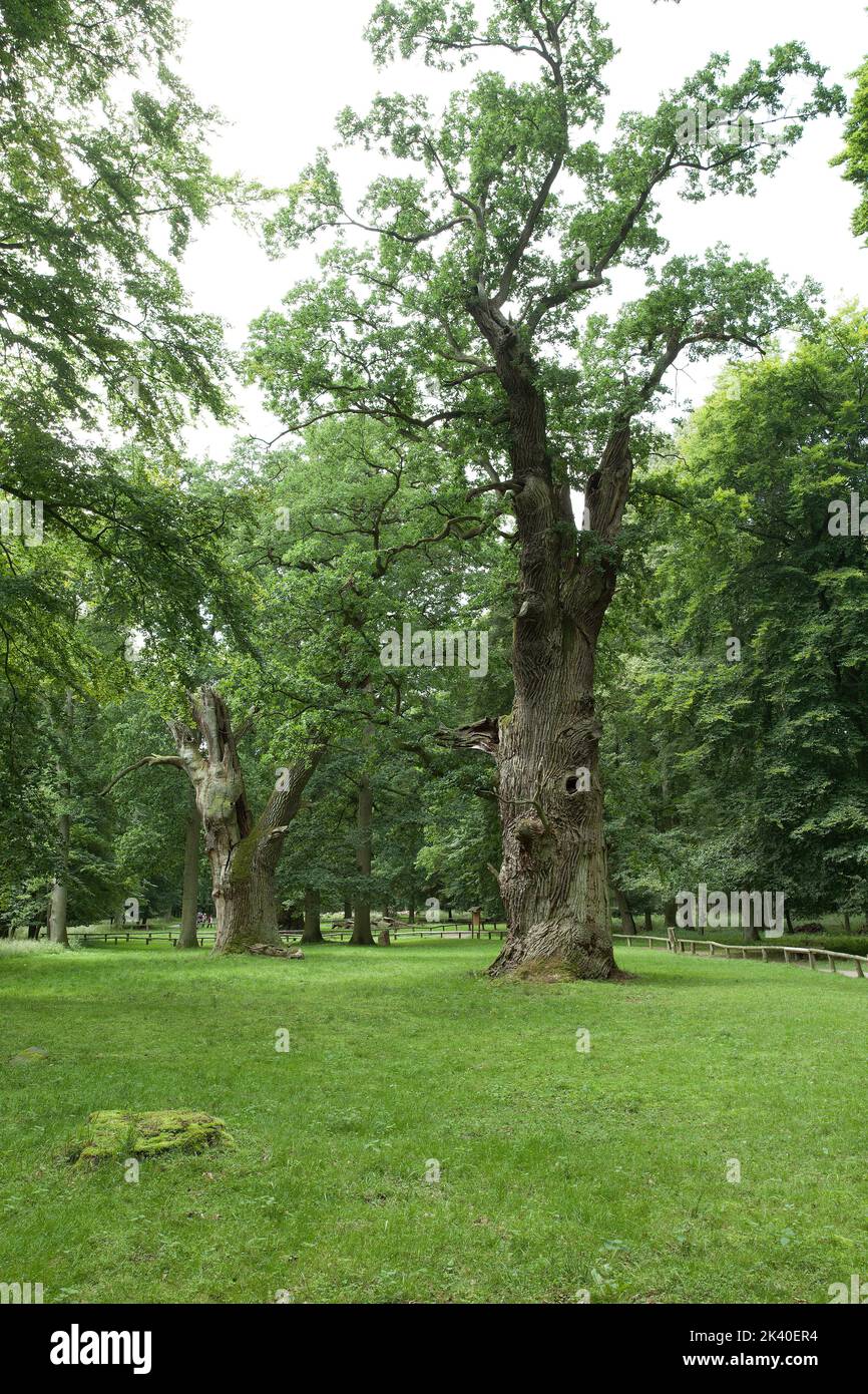 Quercia comune, quercia peduncolata, quercia inglese (Quercus robur, Quercus pedunculata), Ivenack Oaks Mueritz, Germania, Meclemburgo-Pomerania occidentale Foto Stock