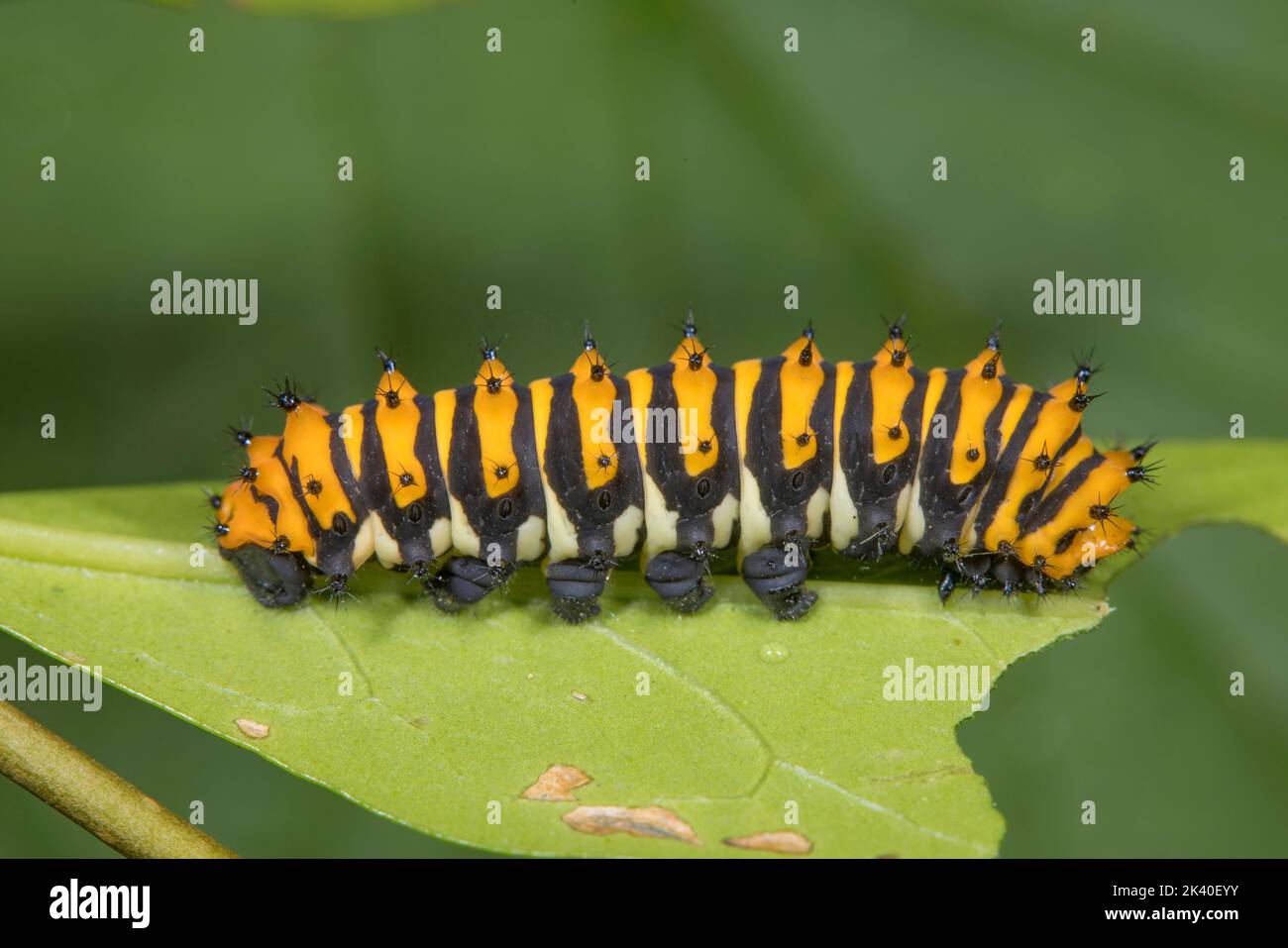 Rothschild di seta (Rothschildia erycina), bruco Foto Stock