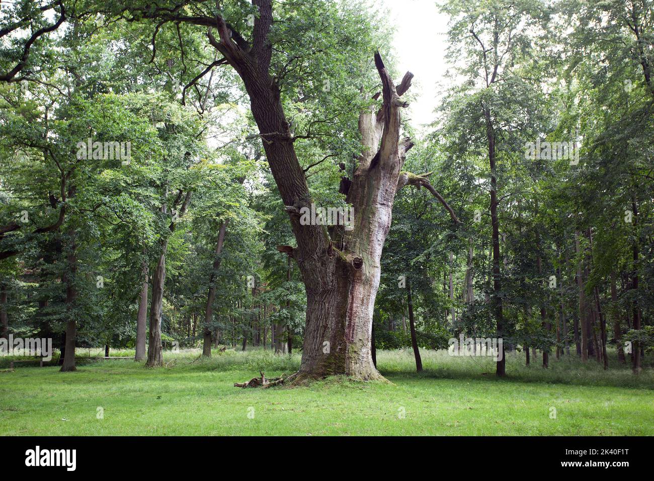 Quercia comune, quercia peduncolata, quercia inglese (Quercus robur, Quercus pedunculata), Ivenack Oaks Mueritz, Germania, Meclemburgo-Pomerania occidentale Foto Stock