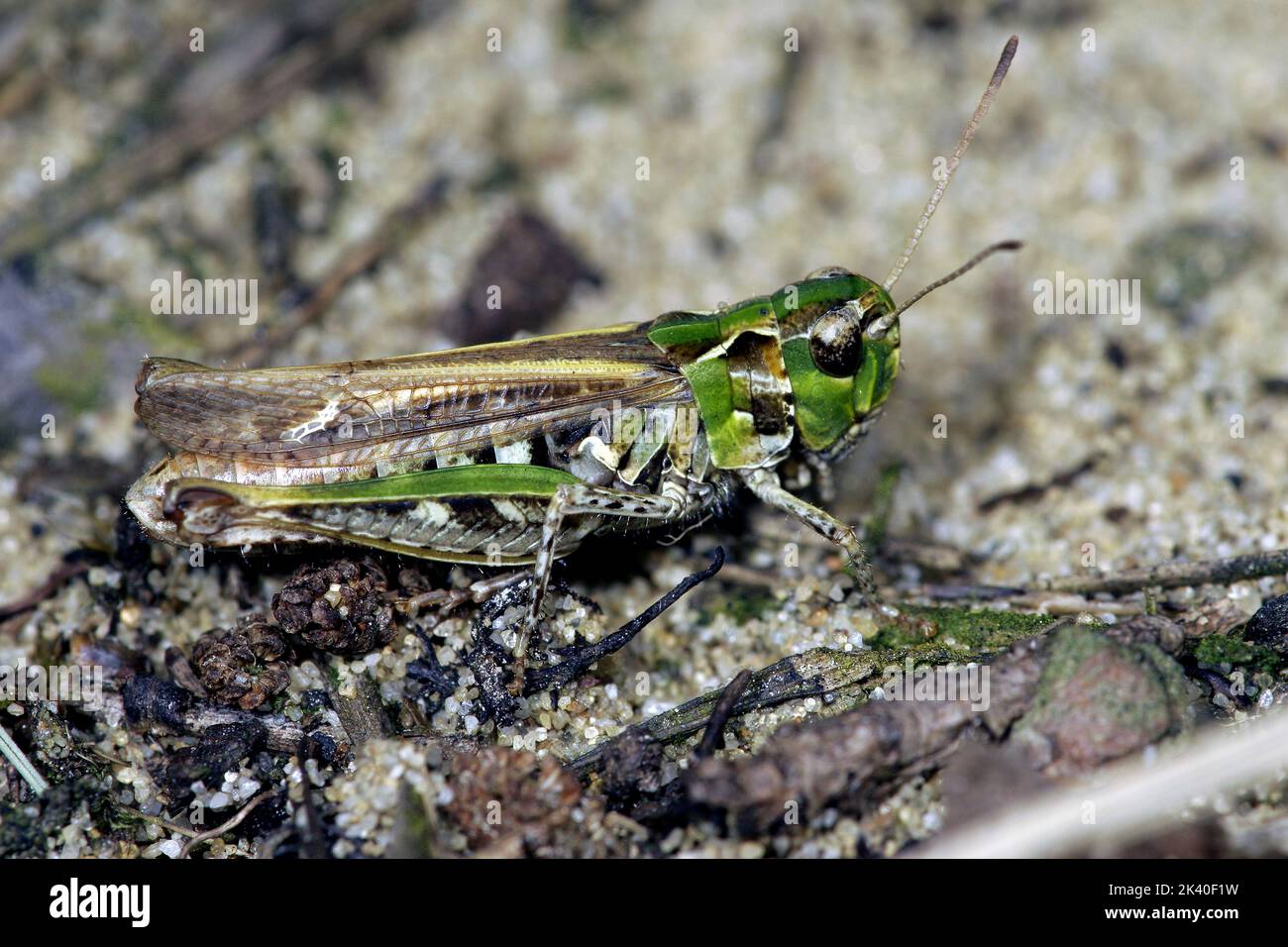 Grasshopper chiazzato (Myrmeleotettix maculatus, Gomphocerus maculatus), femmina su terreno sabbioso, Germania Foto Stock
