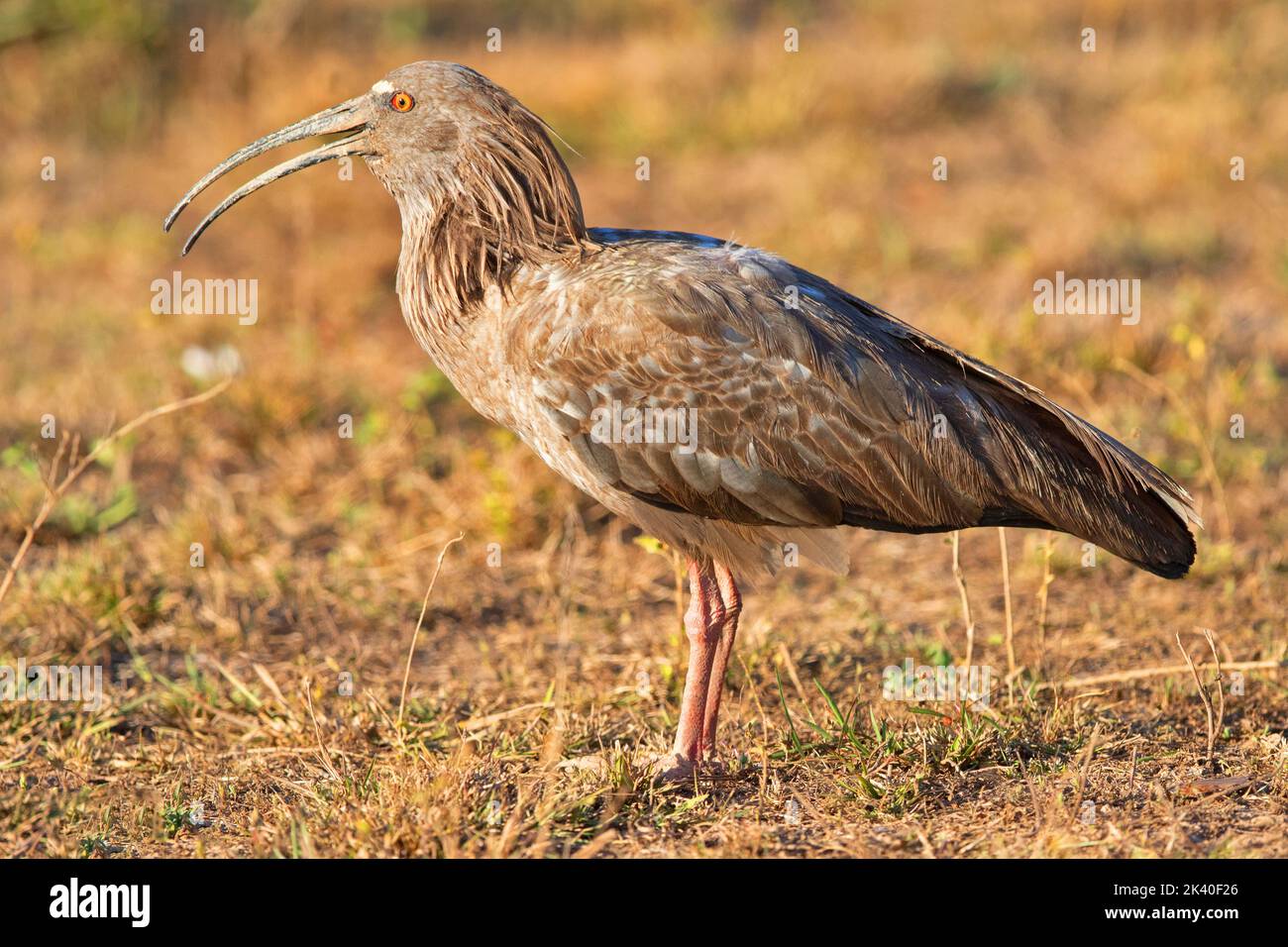 Plumbeous ibis (Theristicus caerulescens), in piedi con il conto delicatamente aperto, Brasile, Pantanal Foto Stock