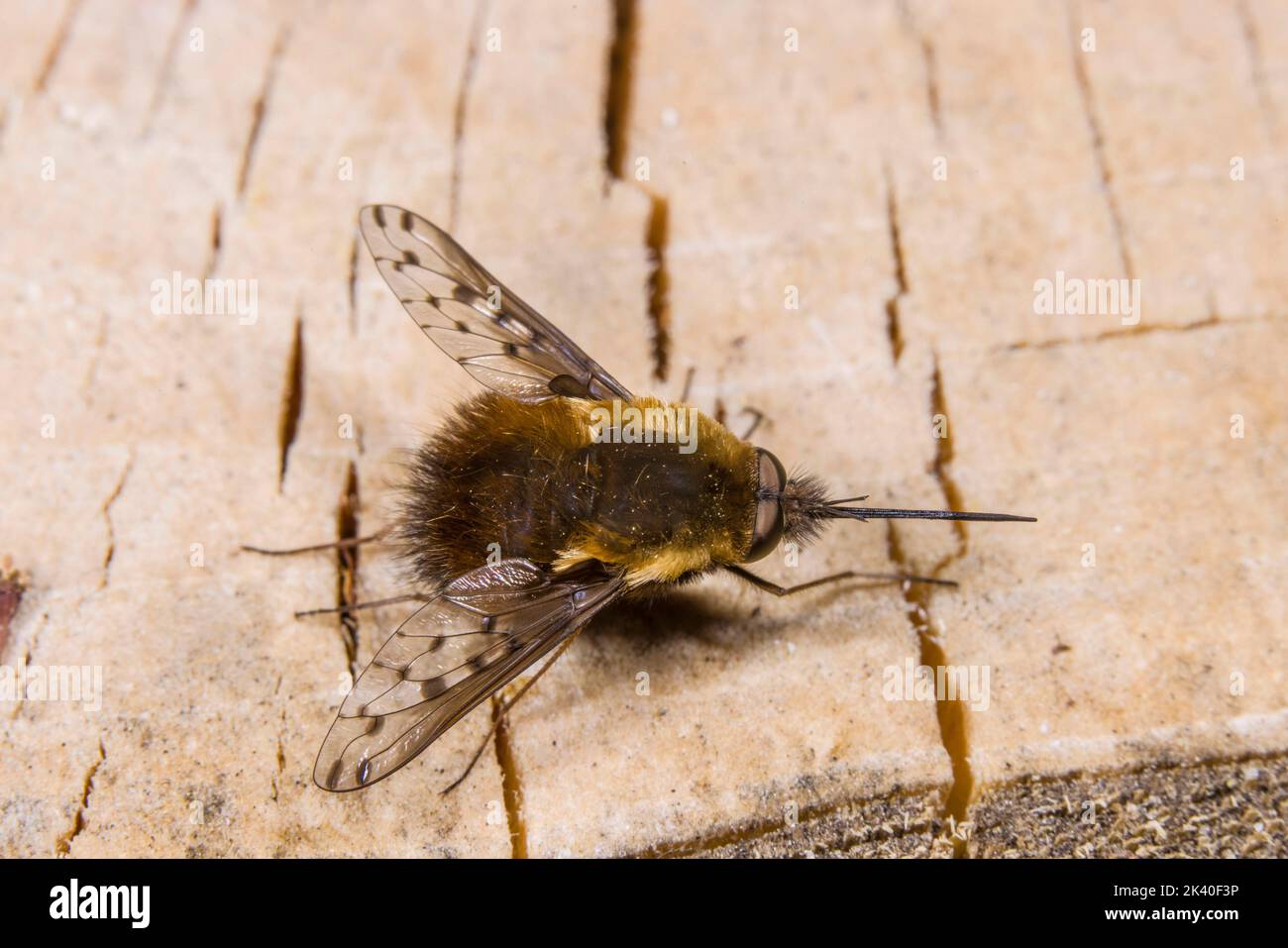 Bee-fly punteggiata (Bombylius scoloror), siede su legno morto, Germania Foto Stock