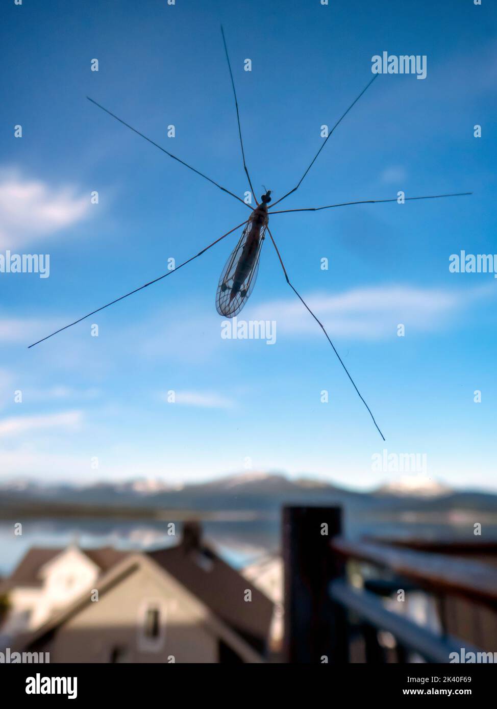 Gru a mosche, gru a mosche, daddy-long-leg (Tipulidae), Crane Fly on window, Norvegia, Troms, Tromsoe Foto Stock