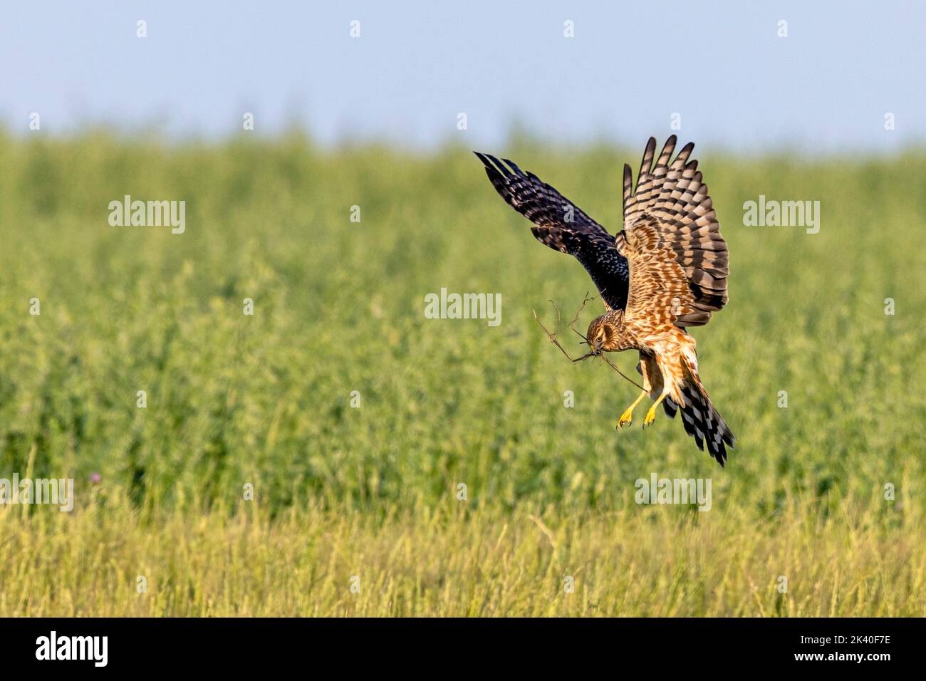 L'arrier di montague (Circus pygargus), terre femminili in un campo con materiale di nidificazione nel disegno di legge, Spagna, Estremadura Foto Stock