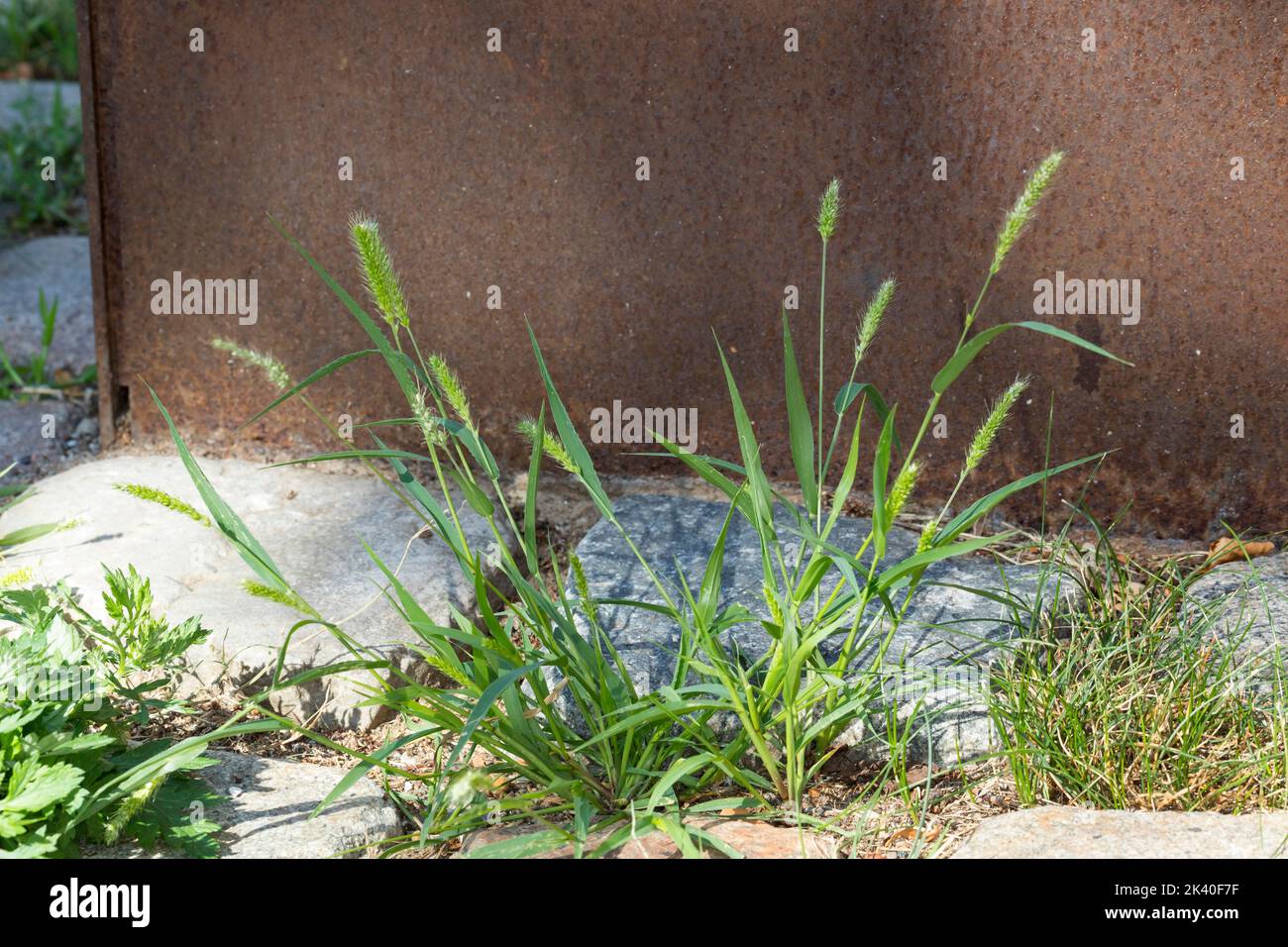 Erba in bottiglia, erba a setole verdi, coda di volpe verde (Setaria viridis), che cresce su un marciapiede, Germania Foto Stock