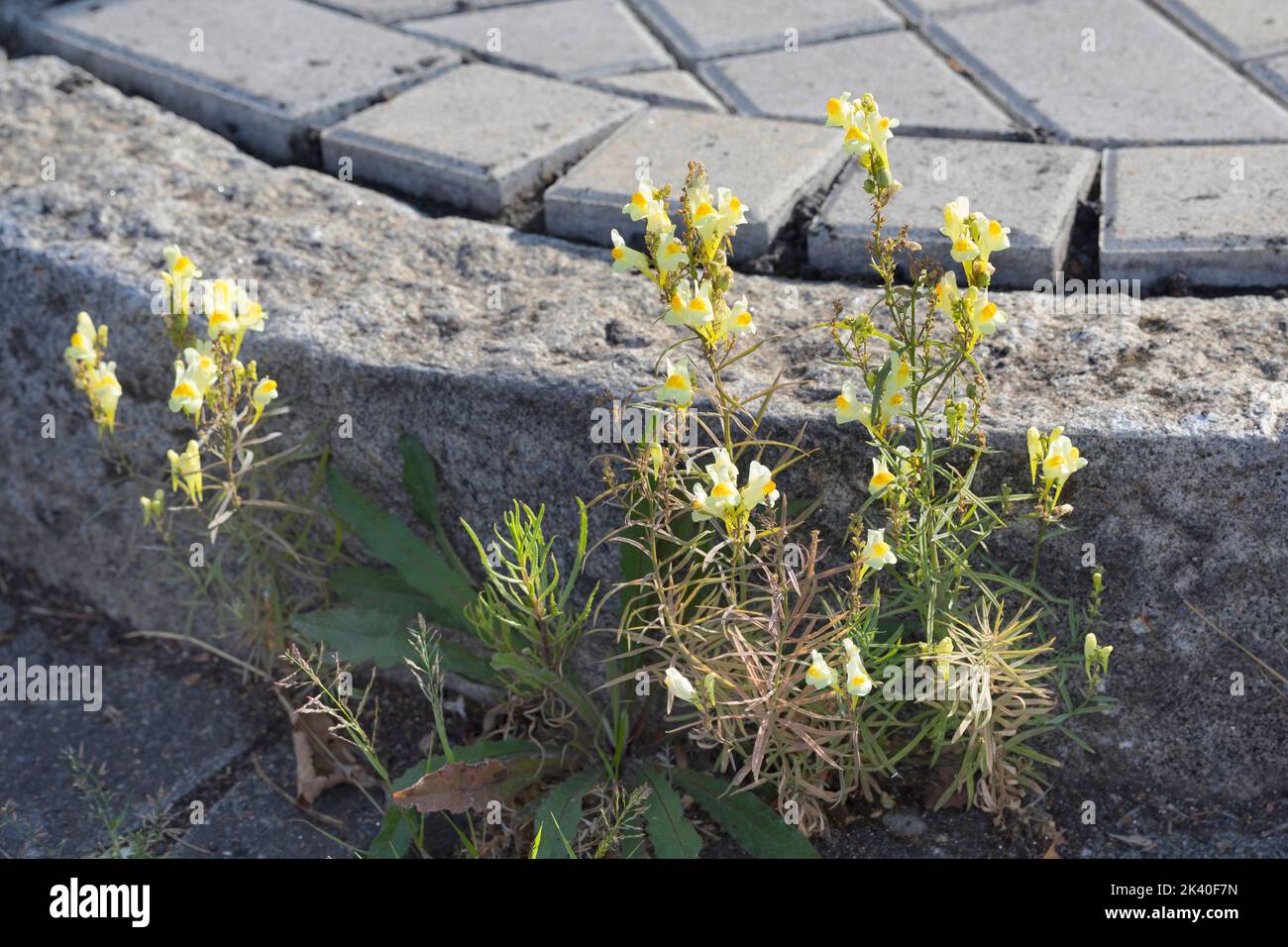 Toadflax comune, toadflax giallo, ramsted, burro e uova (Linaria vulgaris), coltivati nella ghiaia, Germania Foto Stock