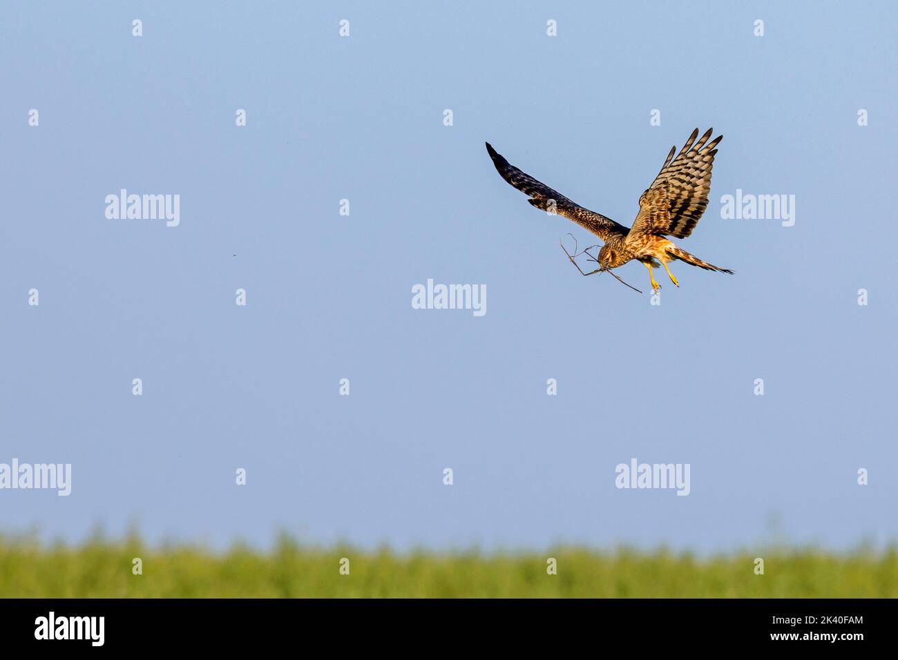 L'arrier di montague (Circus pygargus), femmina in volo con materiale di nidificazione nel conto, Spagna, Estremadura Foto Stock