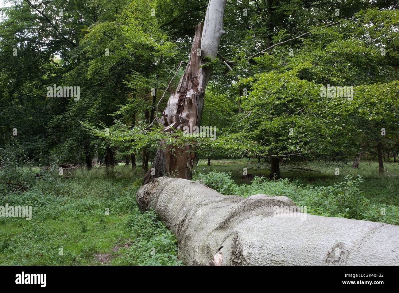 Quercia comune, quercia peduncolata, quercia inglese (Quercus robur, Quercus pedunculata), Ivenack Oaks Mueritz, Germania, Meclemburgo-Pomerania occidentale Foto Stock