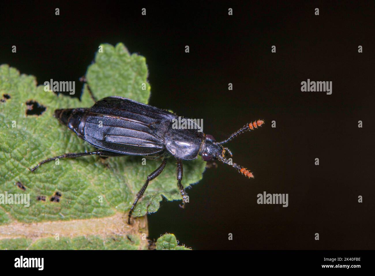 Shore Sexton Beetle (Necrodes littoralis), siede su una foglia, Germania Foto Stock