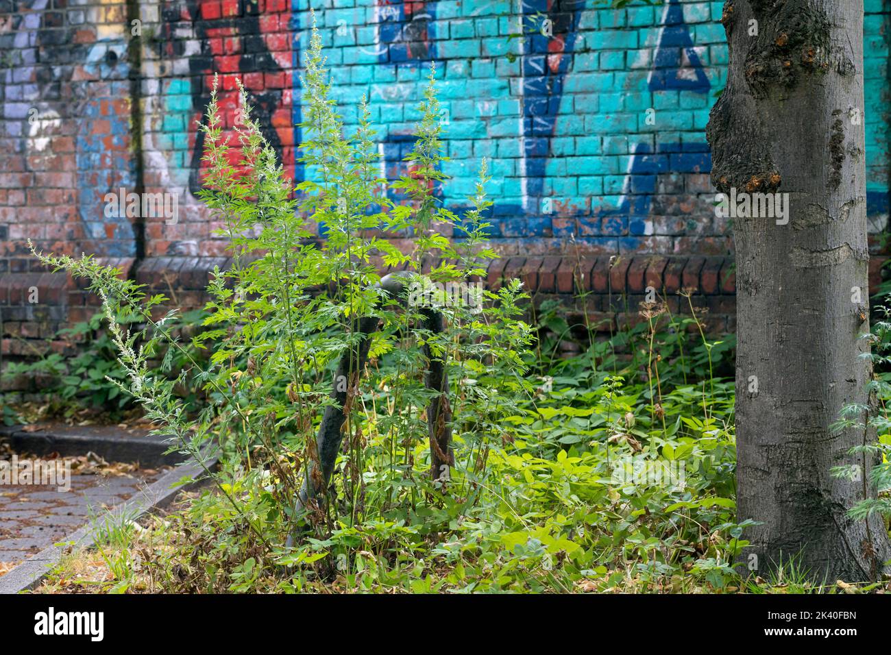 Comune mugwort, comune wormwood (Artemisia vulgaris), che cresce su una fossa di alberi, Germania Foto Stock
