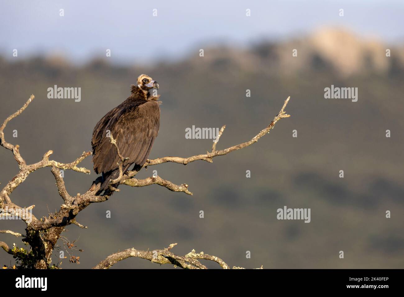 Avvoltoio cinereo (Aegypius monachus), arso su un albero morto, Spagna, Estremadura, Sierra de San Pedro Foto Stock
