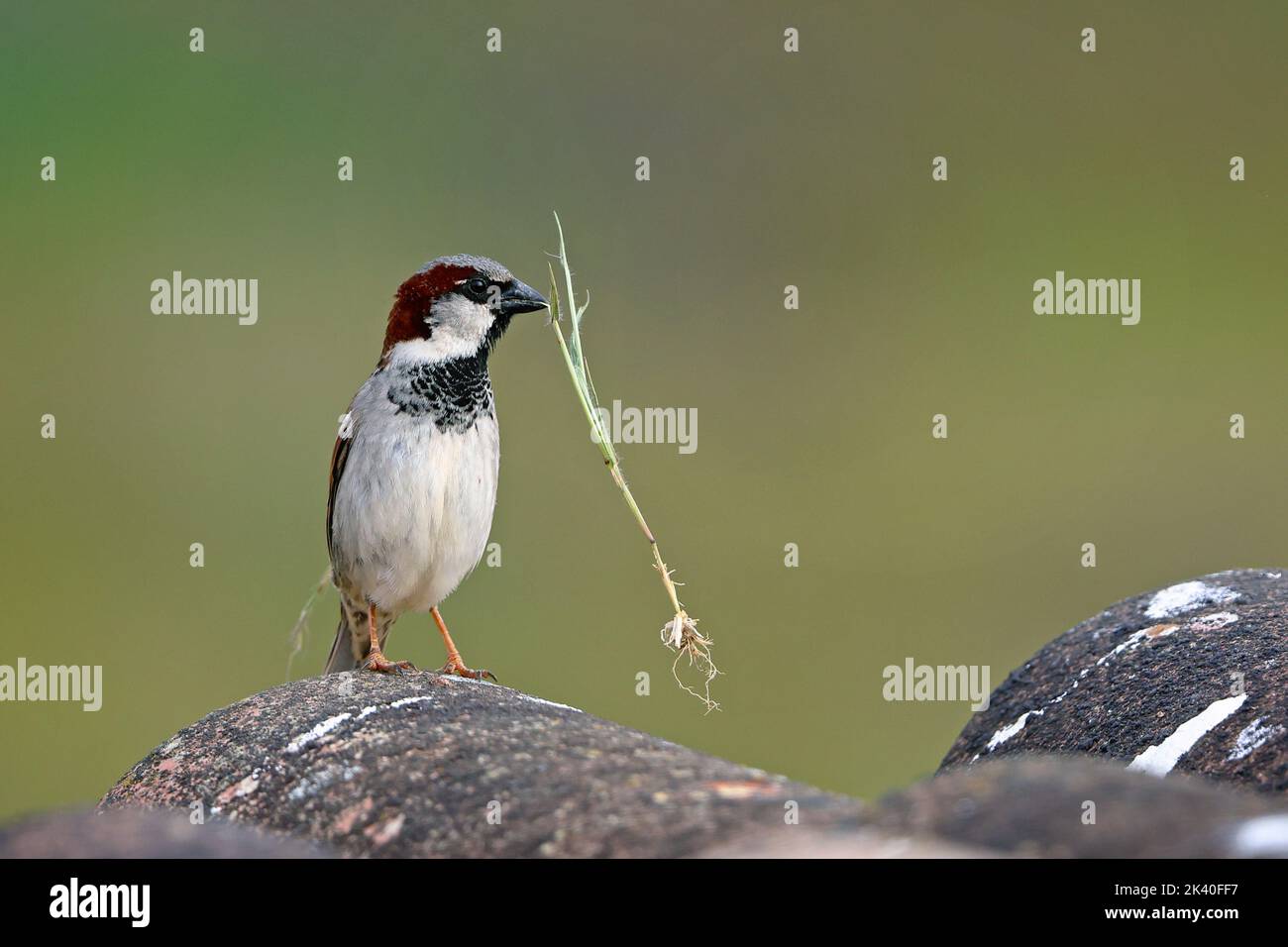 Passero di casa (Passer domesticus), maschio con materiale di nidificazione nel conto, Spagna, Estremadura, Salorino Foto Stock
