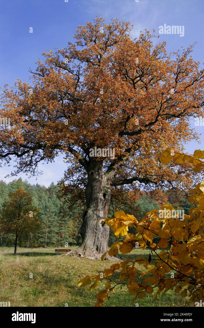 Quercia comune, quercia peduncola, quercia inglese (Quercus robur, Quercus pedunculata), quercia imperatore allo Steigerwald, Germania, Baviera, Franken, Franconia Foto Stock