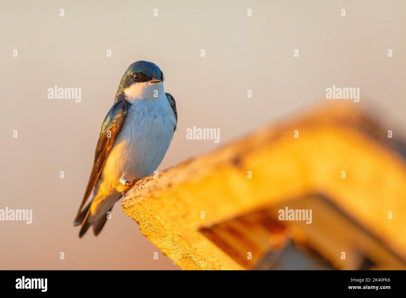 Albero inghiottito (Tachycineta bicolore), alla luce della sera, Canada, Manitoba, amaca di quercia palude Foto Stock