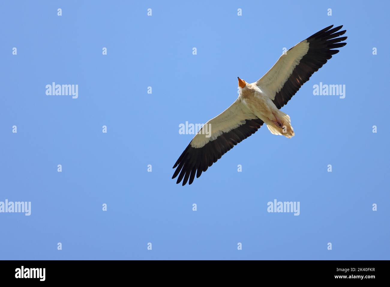 Avvoltoio egiziano (Neophron percnopterus), circling al cielo blu, Spagna, Estremadura, Monfrague National Park Foto Stock