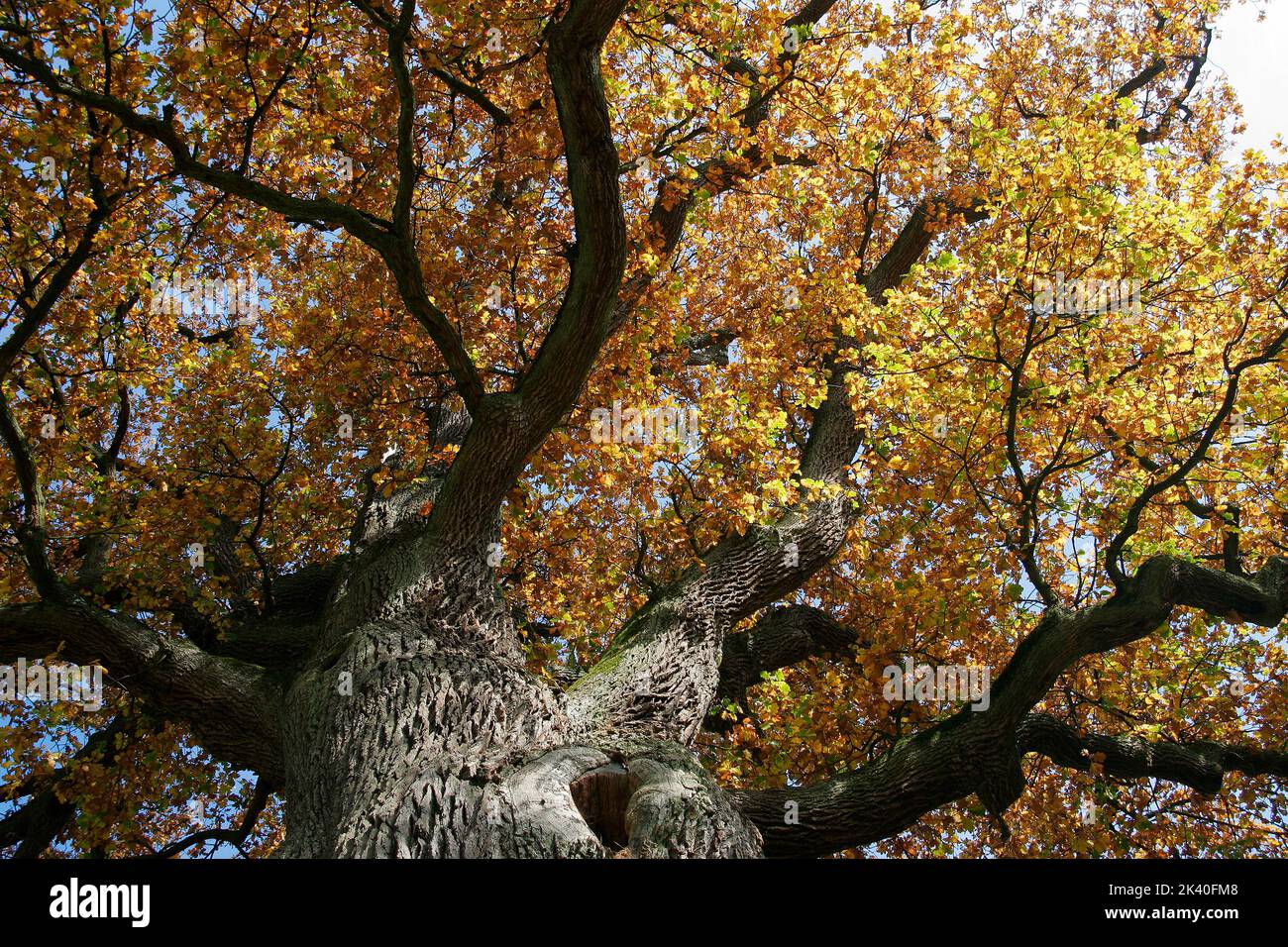 Quercia comune, quercia peduncola, quercia inglese (Quercus robur, Quercus pedunculata), quercia imperatore allo Steigerwald, Germania, Baviera, Franken, Franconia Foto Stock