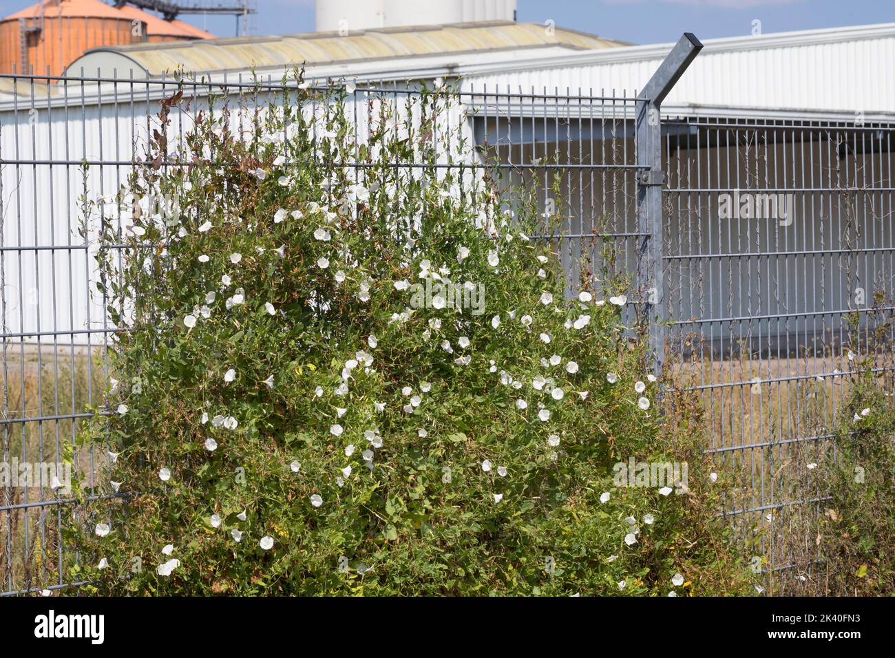 Campo indweed, campo mattina-gloria, piccolo indweed (Convolvulus arvensis), intrecciando su una recinzione, Germania Foto Stock