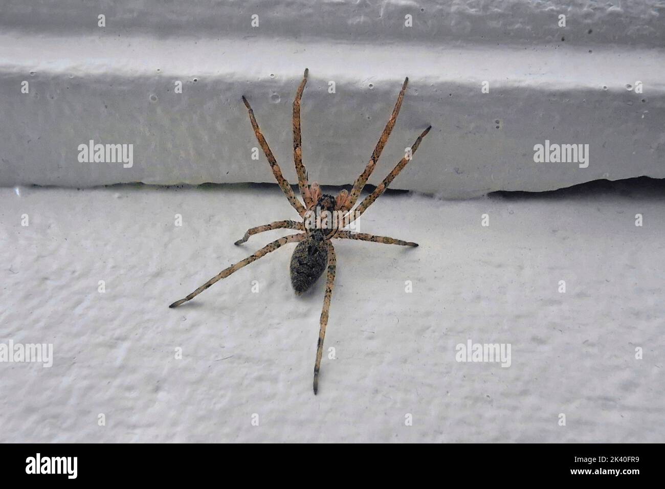 Zoropsis spinimana (Zoropsis spinimana), sul muro, Germania, Renania settentrionale-Vestfalia Foto Stock