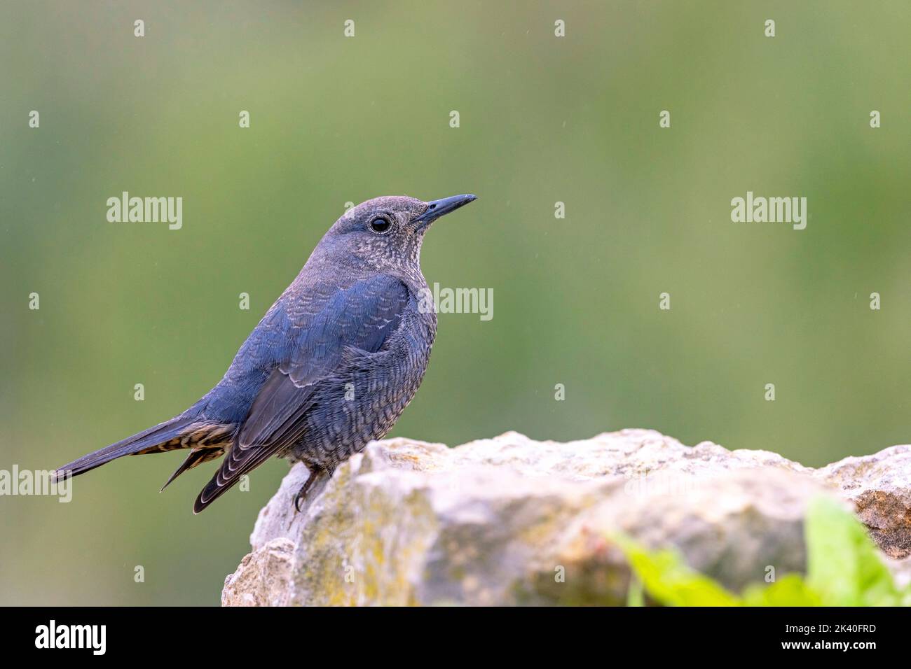 Blue rock thrush (Monticola solitarius), femmina che si appollaiava su una roccia, vista laterale, Spagna, Losa del Obispo Foto Stock