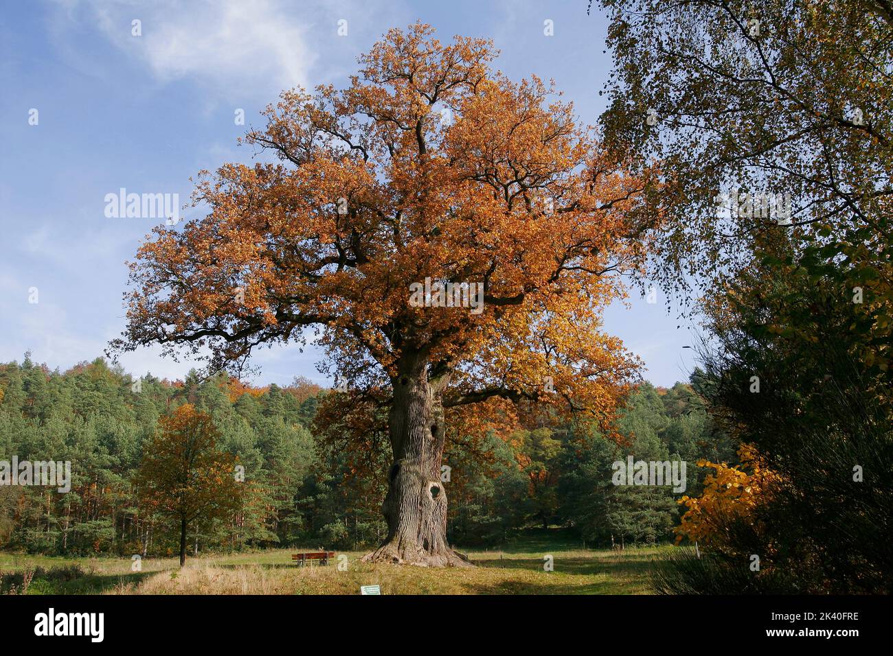 Quercia comune, quercia peduncola, quercia inglese (Quercus robur, Quercus pedunculata), quercia imperatore allo Steigerwald, Germania, Baviera, Franken, Franconia Foto Stock