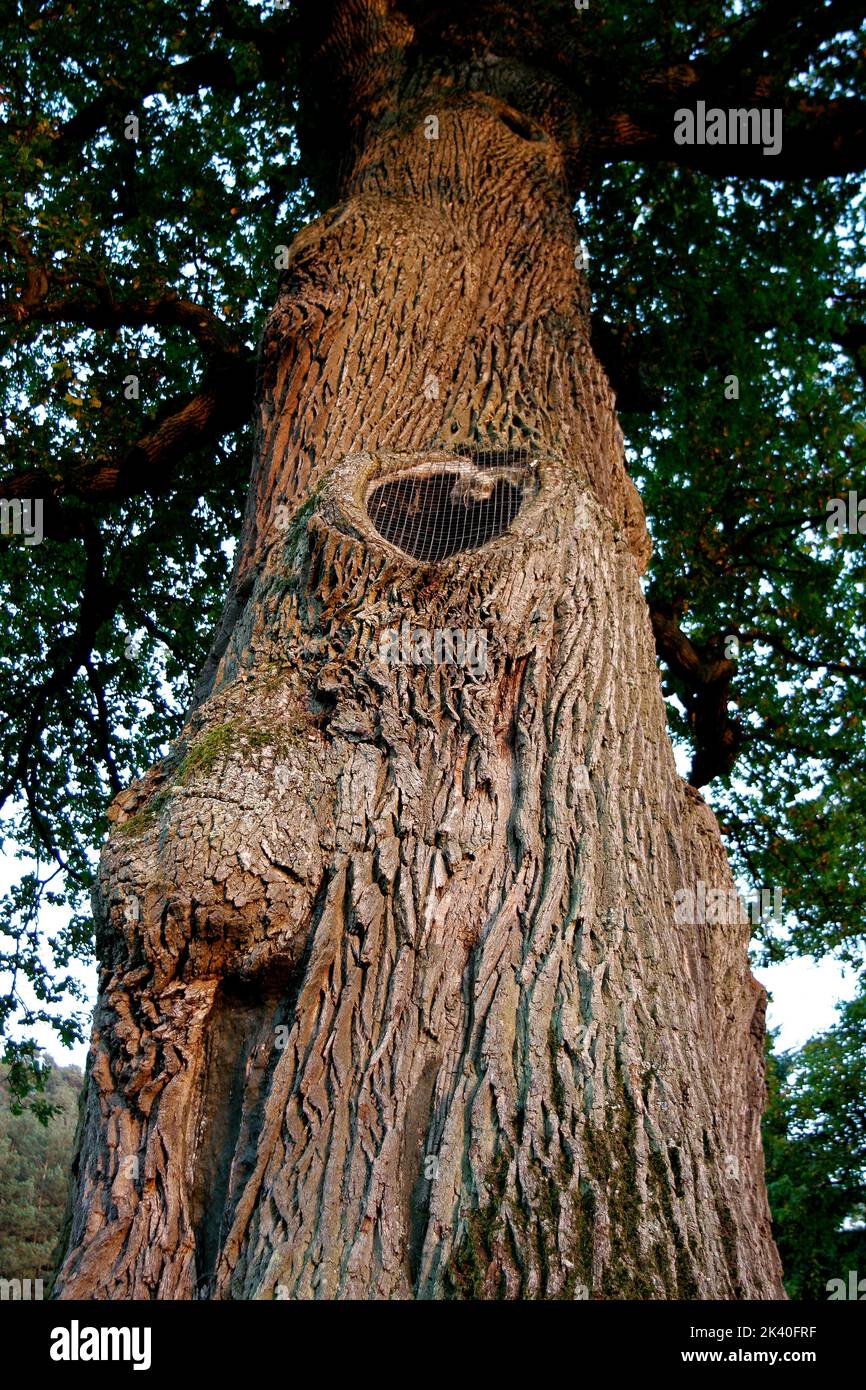 Quercia comune, quercia peduncola, quercia inglese (Quercus robur, Quercus pedunculata), quercia imperatore allo Steigerwald, Germania, Baviera, Franken, Franconia Foto Stock