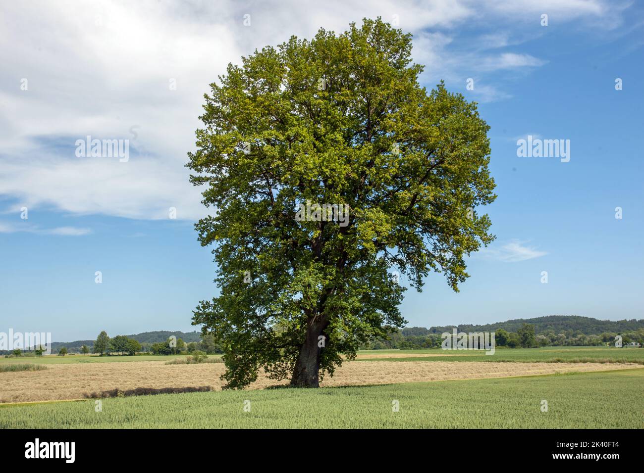 Quercia comune, quercia pedunculata, quercia inglese (Quercus robur, Quercus pedunculata), quercia di 700 anni nei pressi di Allershausen, Germania, Baviera, alta Baviera Foto Stock