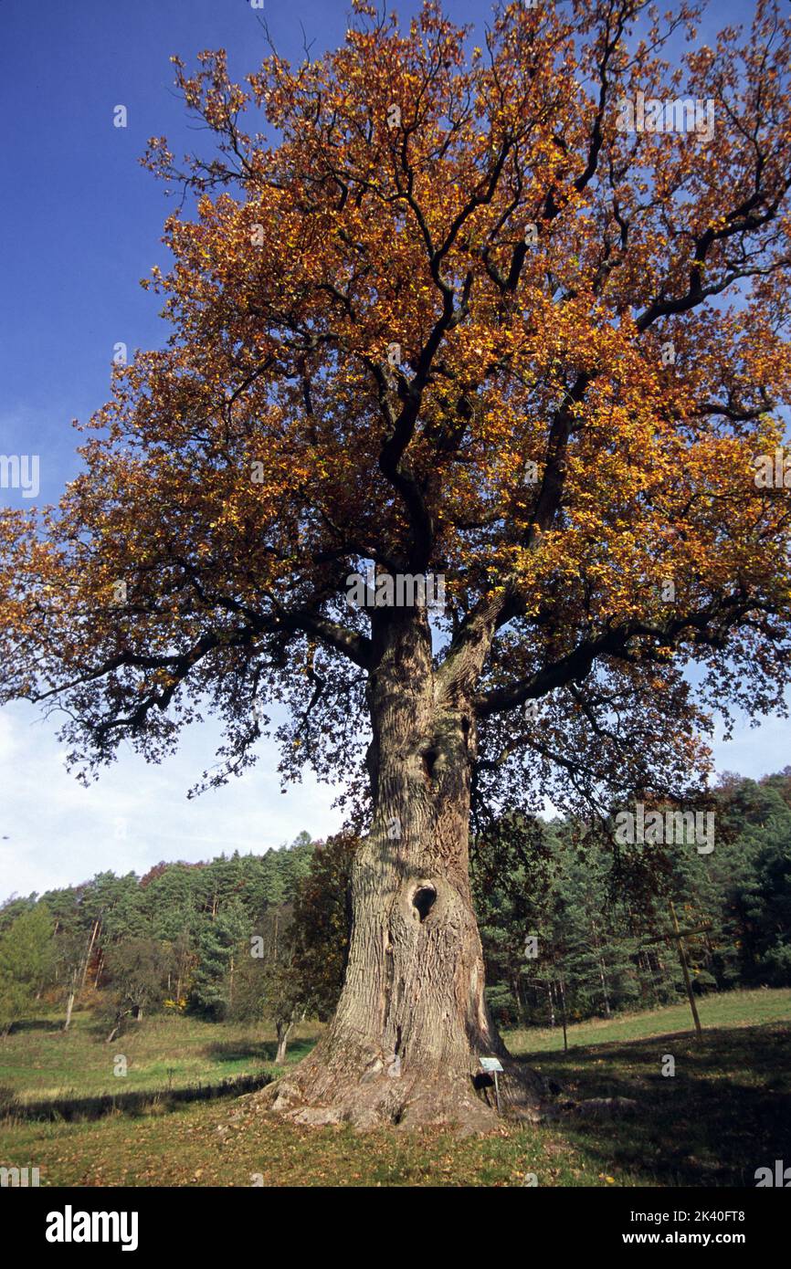 Quercia comune, quercia peduncola, quercia inglese (Quercus robur, Quercus pedunculata), quercia imperatore allo Steigerwald, Germania, Baviera, Franken, Franconia Foto Stock