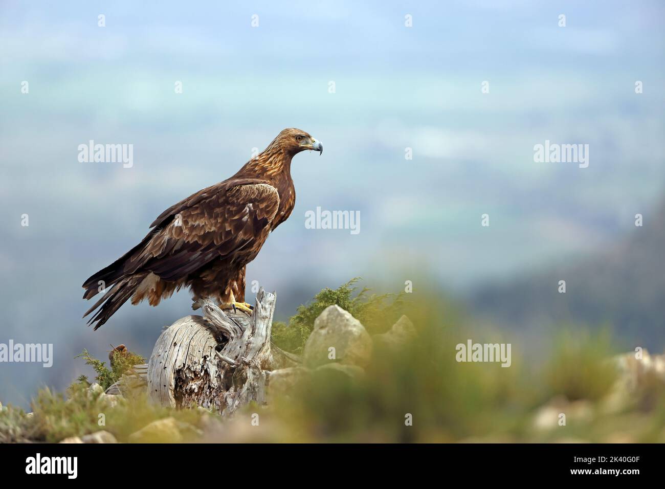 Aquila reale (Aquila chrysaetos), sorge su un albero morto nella catena montuosa della Sierra Espuna, Spagna, Murcia Foto Stock