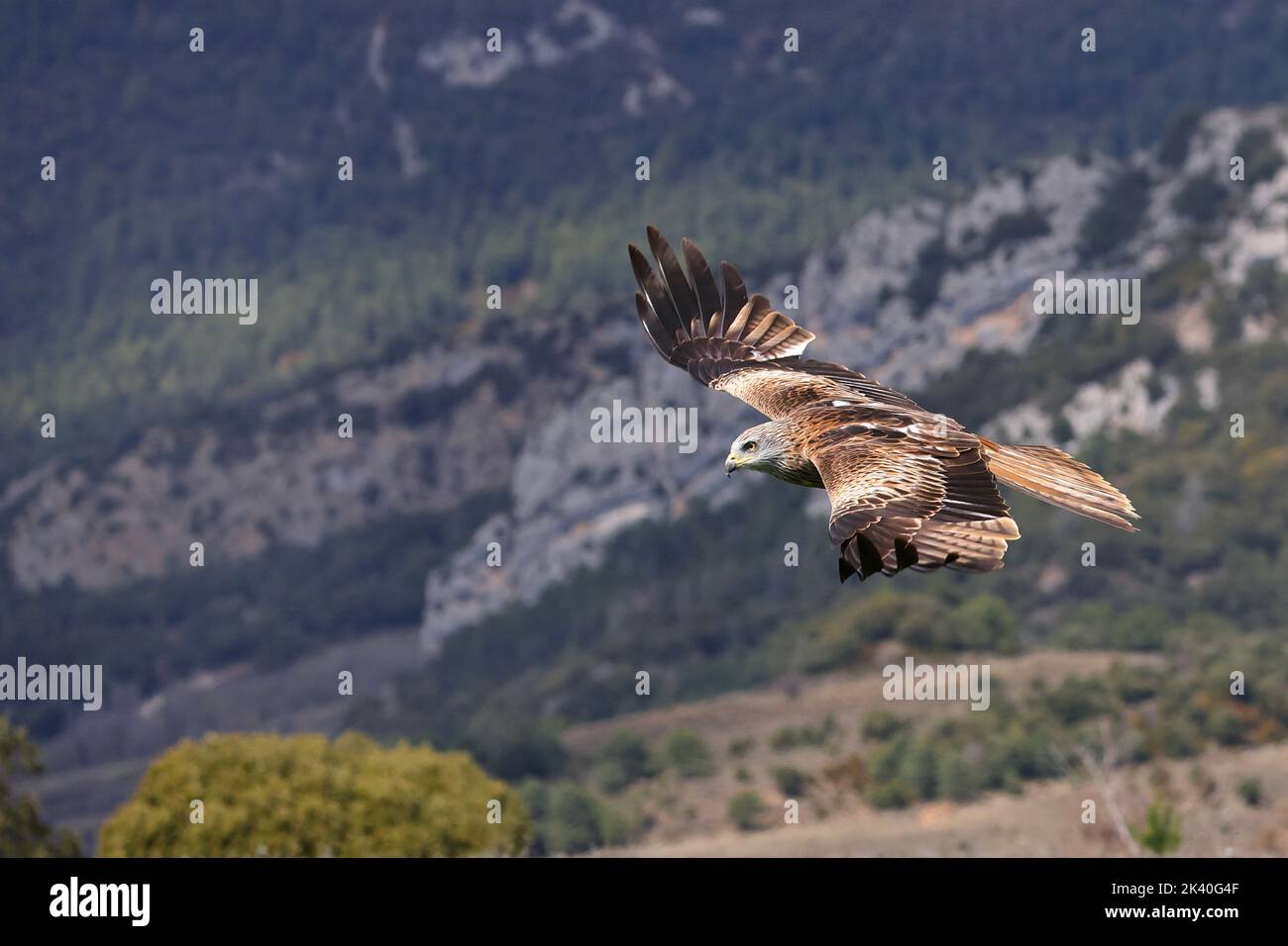 Aquilone rosso (Milvus milvus), volando in paesaggi di montagna, Spagna, Katalonia, Solsona Foto Stock