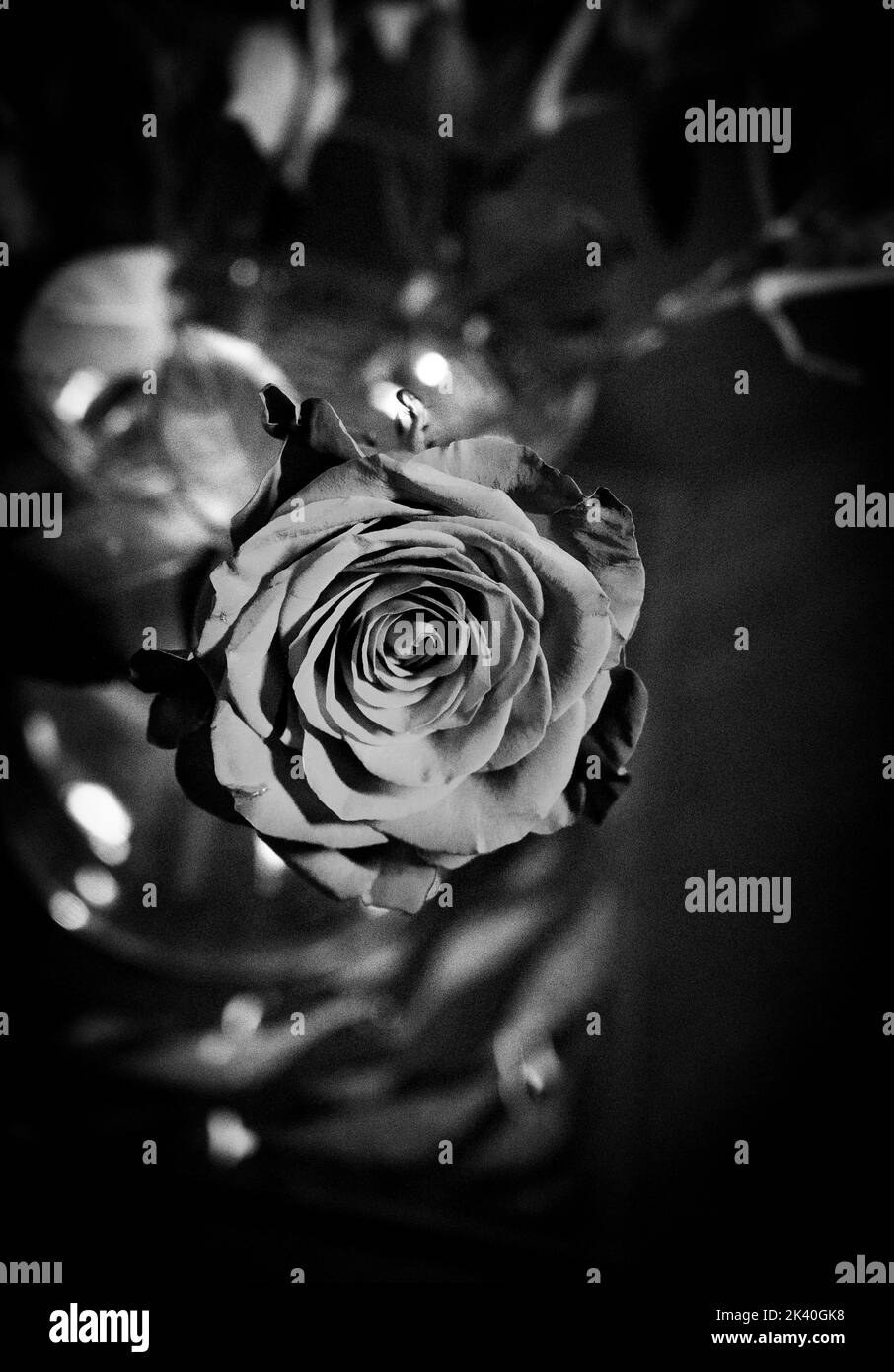 Rose in un vaso a casa ancora vita UK in bianco e nero fotografia scattata da Simon Dack Foto Stock