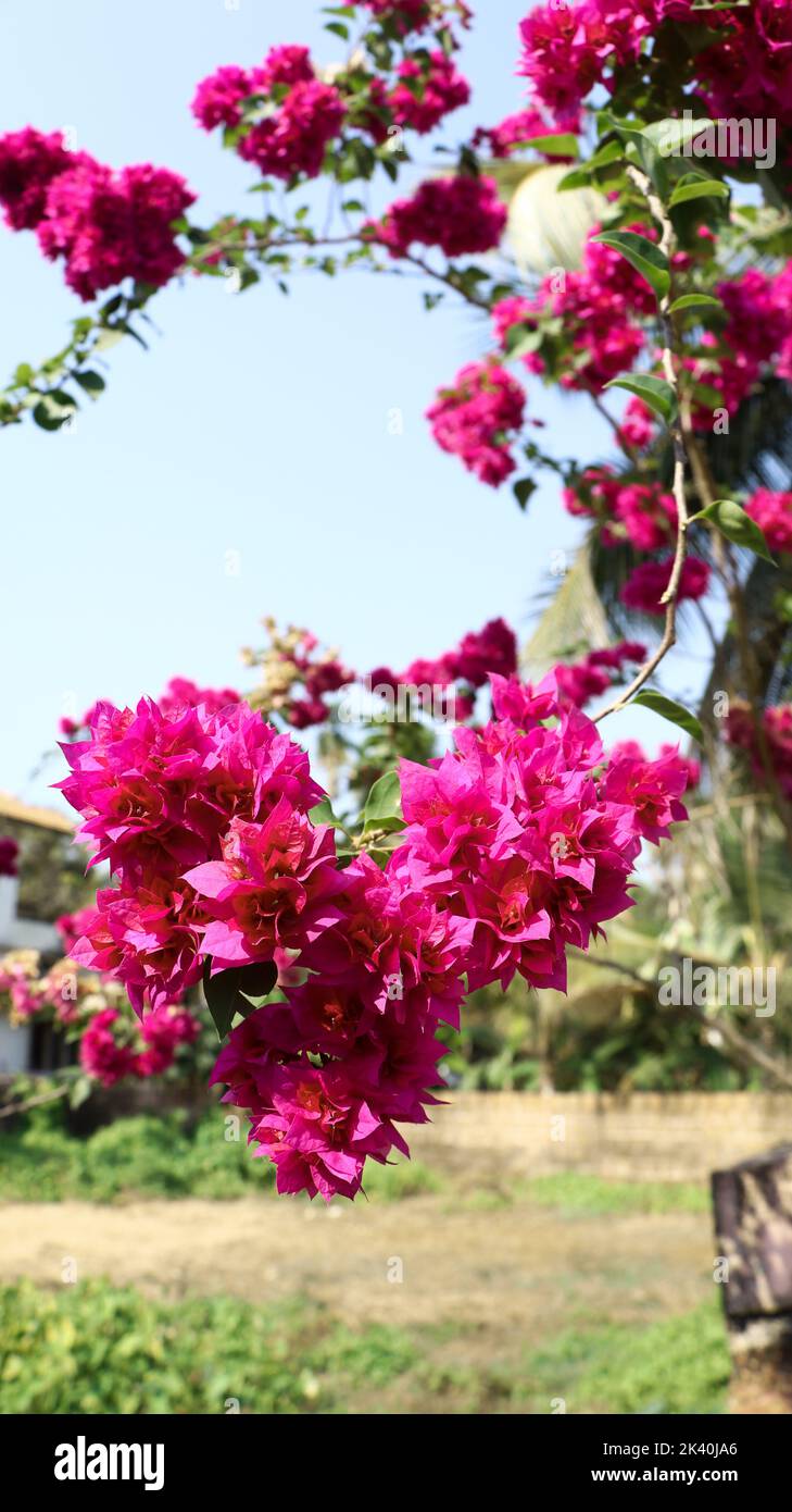 bouganvillea rosa o fiori di carta fiorente nella natura durante la stagione estiva Foto Stock