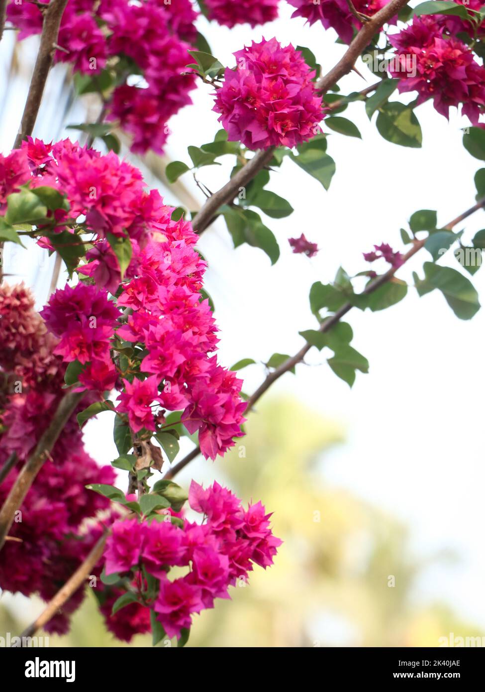 bouganvillea rosa o fiori di carta fiorente nella natura durante la stagione estiva Foto Stock