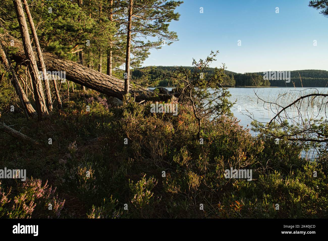 Su un lago in Svezia, con S. sullo sfondo foreste e cielo blu. Natura sparata da nord Foto Stock