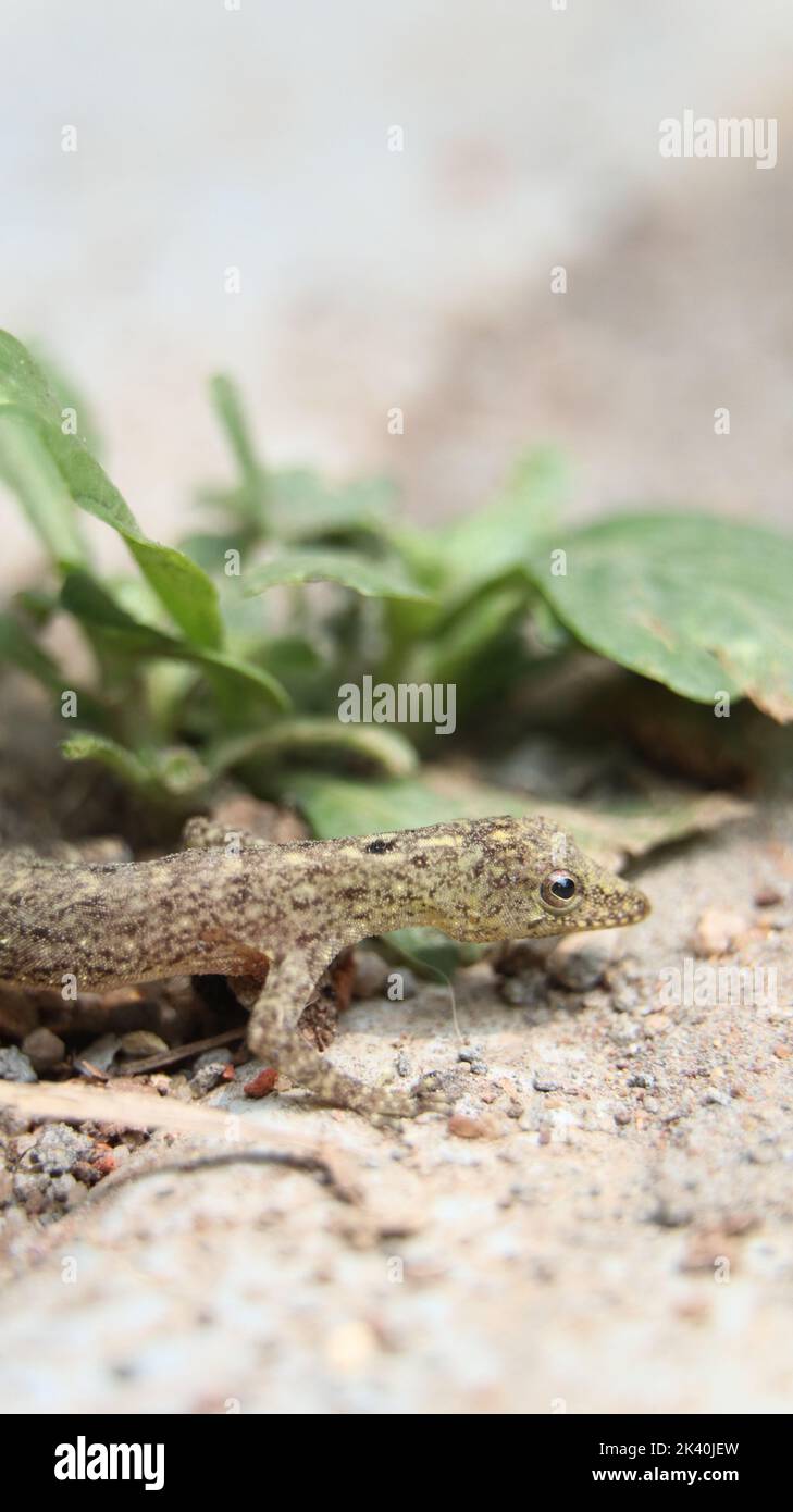 minuscola lucertola sul pavimento che in estate si trova vicino a una foglia Foto Stock