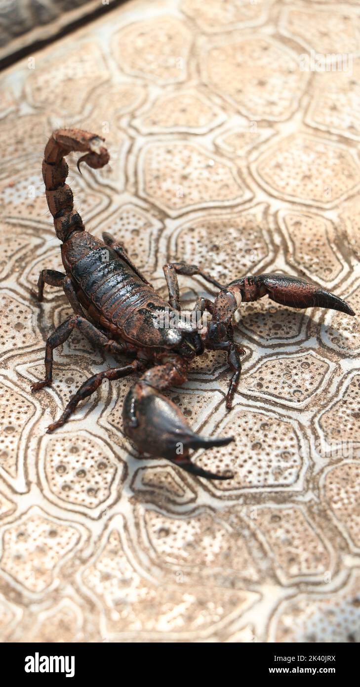 scorpione nero pronto a colpire con la coda pungente, coperto di fango in piedi a terra in una mattinata luminosa Foto Stock