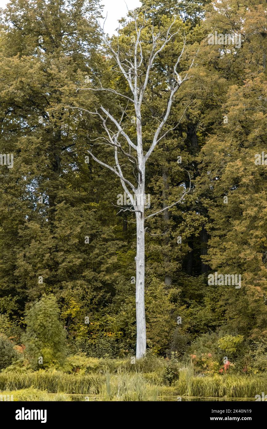 Alto albero secco con rami nella foresta intorno ad alberi e cespugli. Paesaggio autunnale - una combinazione di un albero morto e alberi viventi Foto Stock