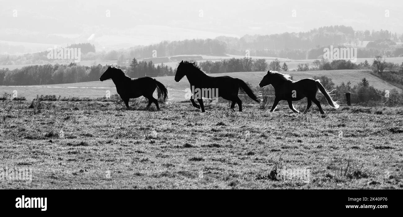 Tre cavalli galoppano sul prato autunnale Foto Stock