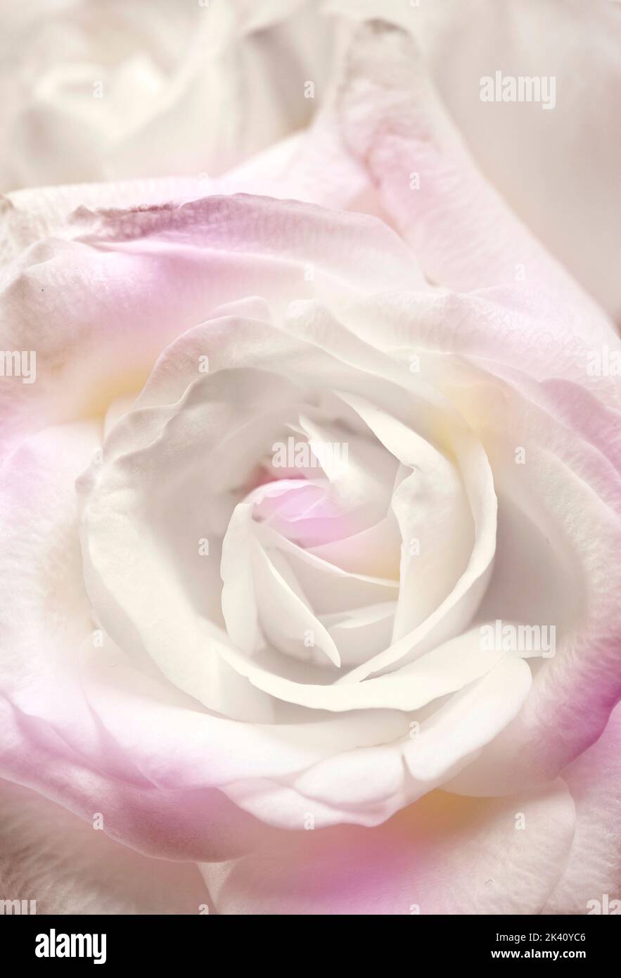 una bella rosa con un sacco di spazio copia come immagine per una romantica copertina del libro d'amore Foto Stock